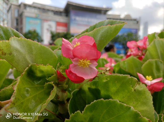 荣耀x10max测评护眼么,荣耀x10max7寸大屏