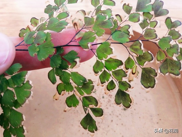 铁线蕨枯死？别着急，剪下几片叶子，1个月变成小森林