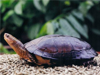 水陆两栖龟选什么龟,水陆两栖龟陆龟怎么区别