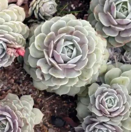 推荐轻松玩转100种常见多肉植物,700种多肉植物图鉴pdf百度云