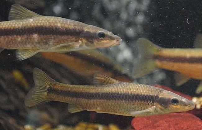 麦穗鱼怎样养殖,麦穗鱼如何大量养殖