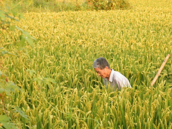 水稻的种植技术和管理方法,水稻的种植技术