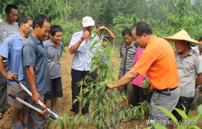 想要果树长好怎么管理,修剪时如何区分桃树的果芽和叶芽