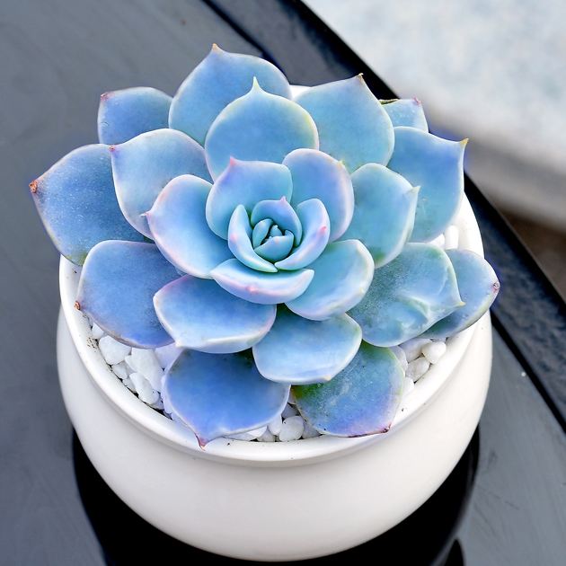 100种室内盆栽花,花卉大全500种盆栽名称