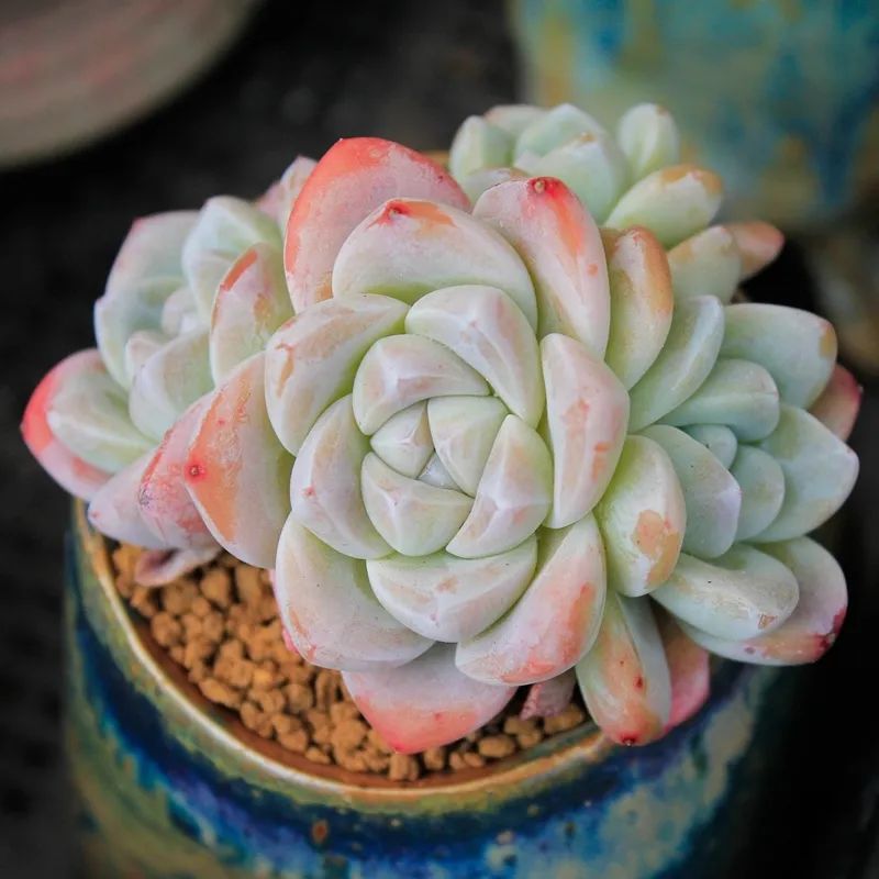 有暗纹的多肉有哪些,暗纹系多肉有哪些