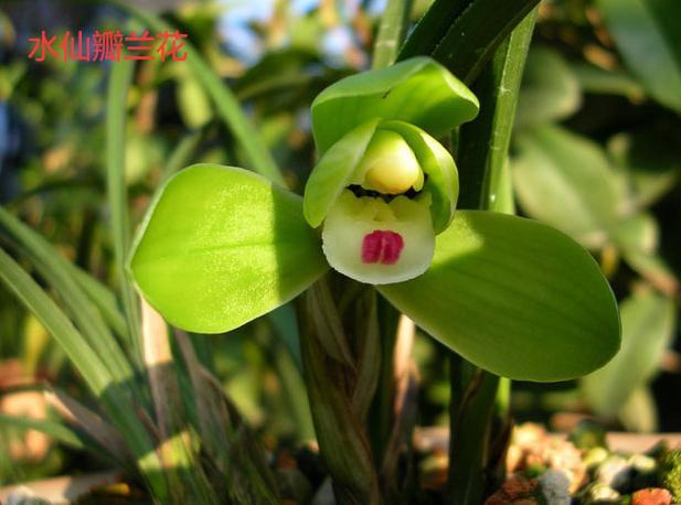 名贵兰花与普通兰花的区别是什么,最名贵的10种兰花图片欣赏及价格