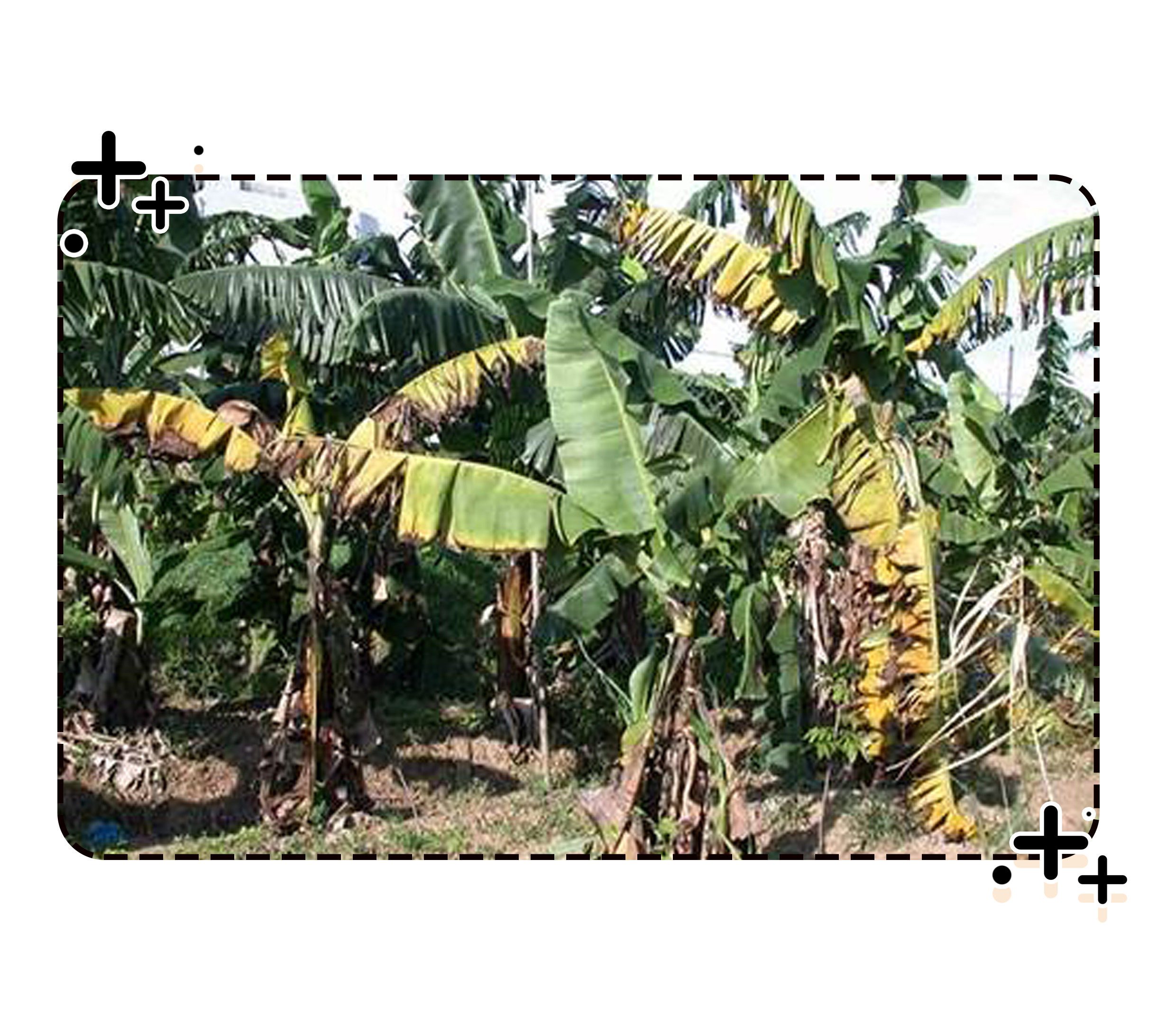 明明连对象都谈不了，你们却还说香蕉是老司机（菲李漫画）