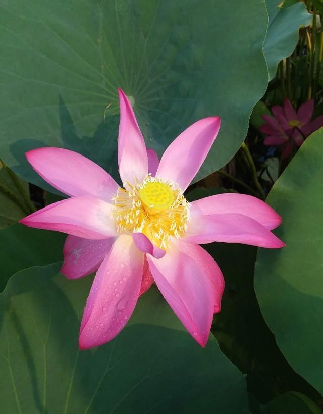 微山湖新鲜莲蓬采摘,微山湖旅游攻略美食