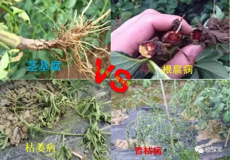 灌根预防根部病害用什么药,根腐病灌根防治技术