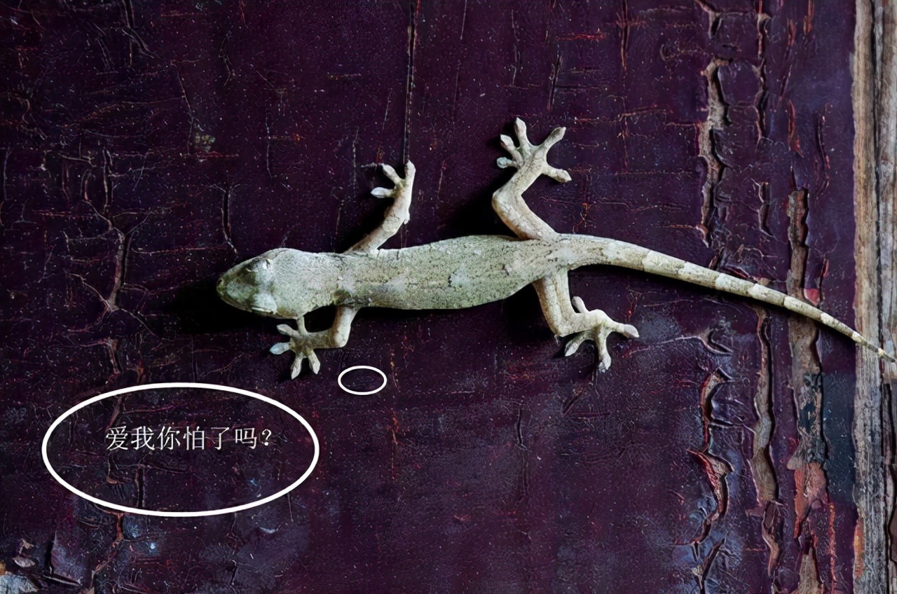 对人无毒的壁虎为何是五毒之一,人畜无害的壁虎为什么无毒