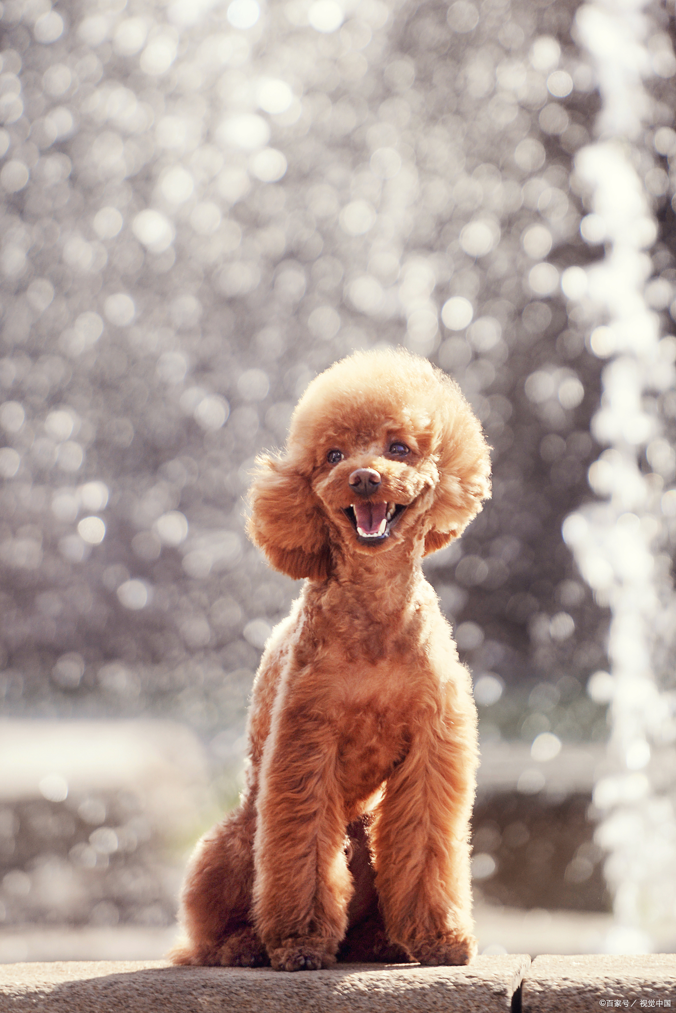 一个月大的泰迪吃多少狗粮,半岁泰迪吃多少狗粮