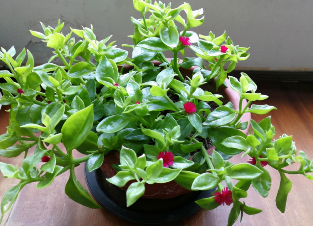 11种带花的菜,111种美食