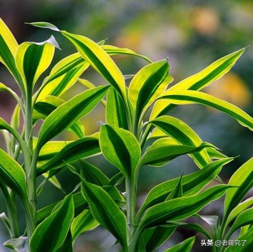 金边富贵竹叶子发黄头需要剪了吗,富贵竹造型技巧
