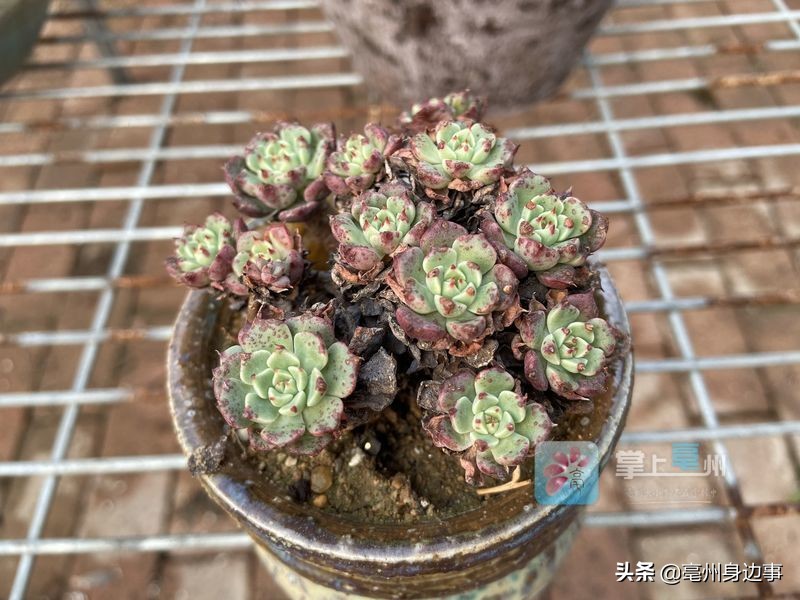 有能耐！亳州小伙回乡创业打造“多肉乐园”