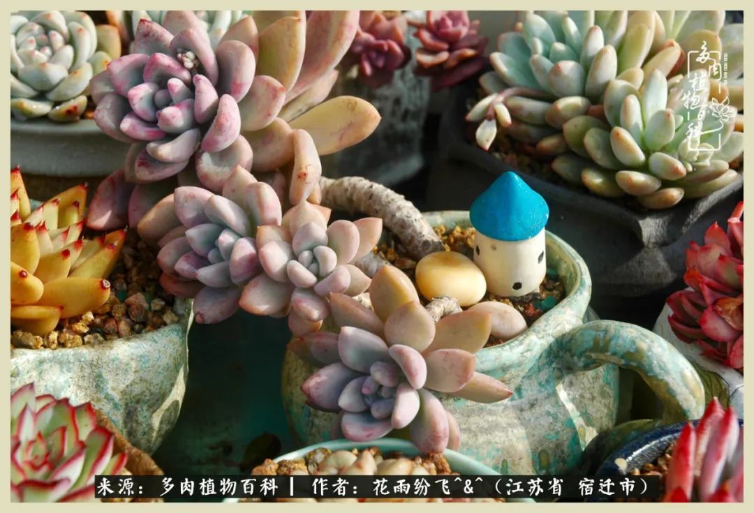 我家老臧：从反对到爱屋及乌的多肉守护人