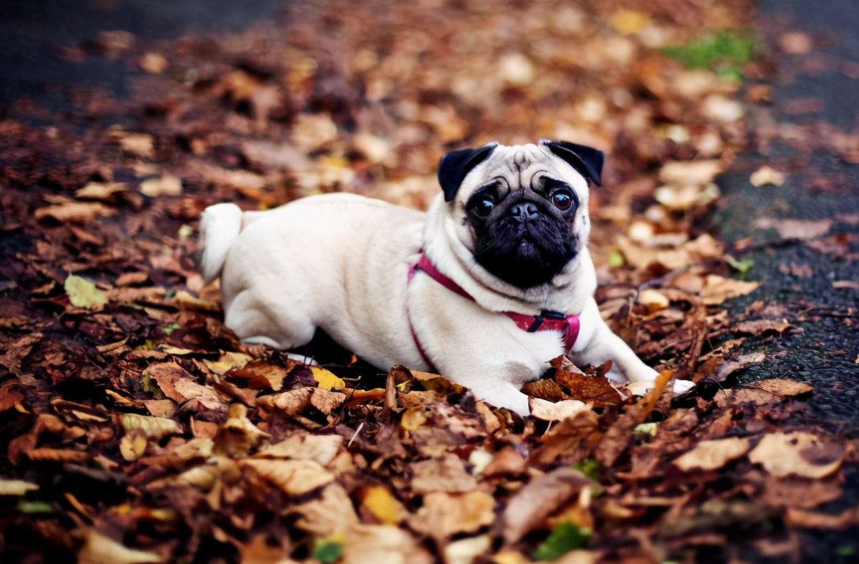 巴哥犬不吃东西怎么办呢,巴哥犬体味怎么解决