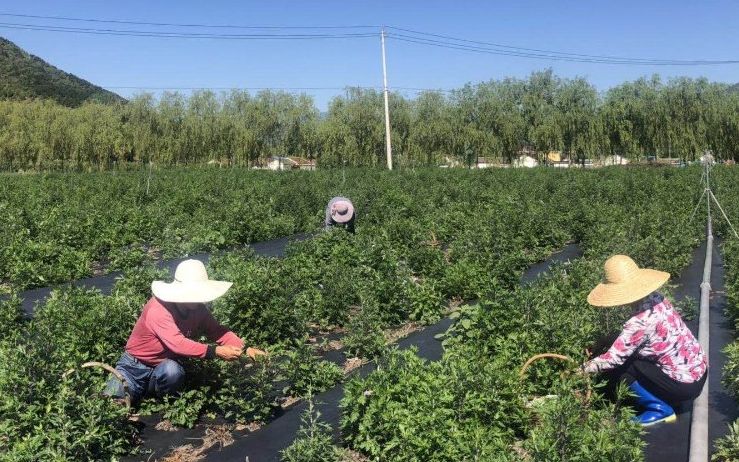 艾草茶什么季节采摘好,端午节的艾蒿什么时候采摘