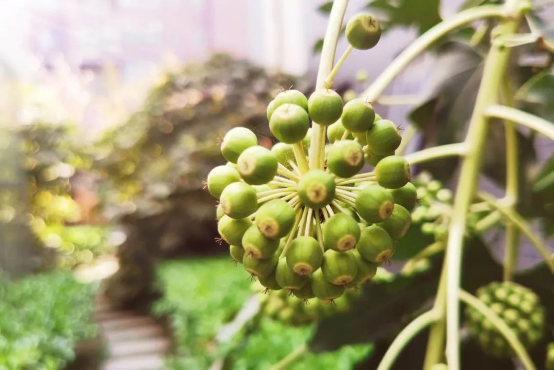 春天的绿色风景,春天的绿色是什么绿