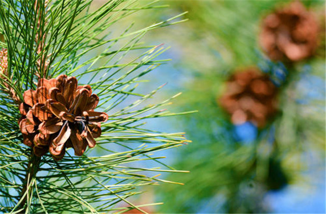 马尾松苗培育方法,马尾松培育基地