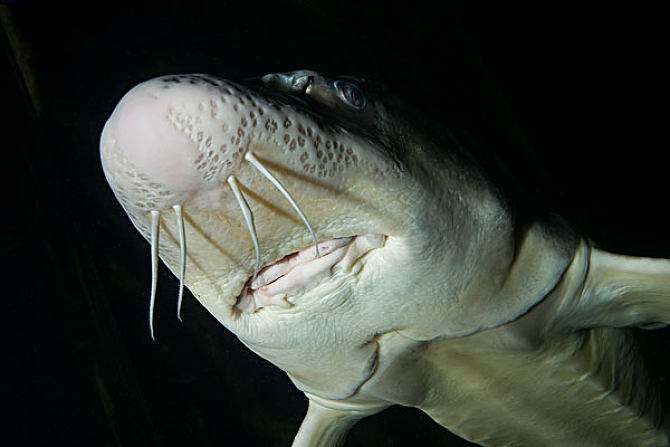 鲟鱼养殖技术与方法,鲟鱼养殖场基地