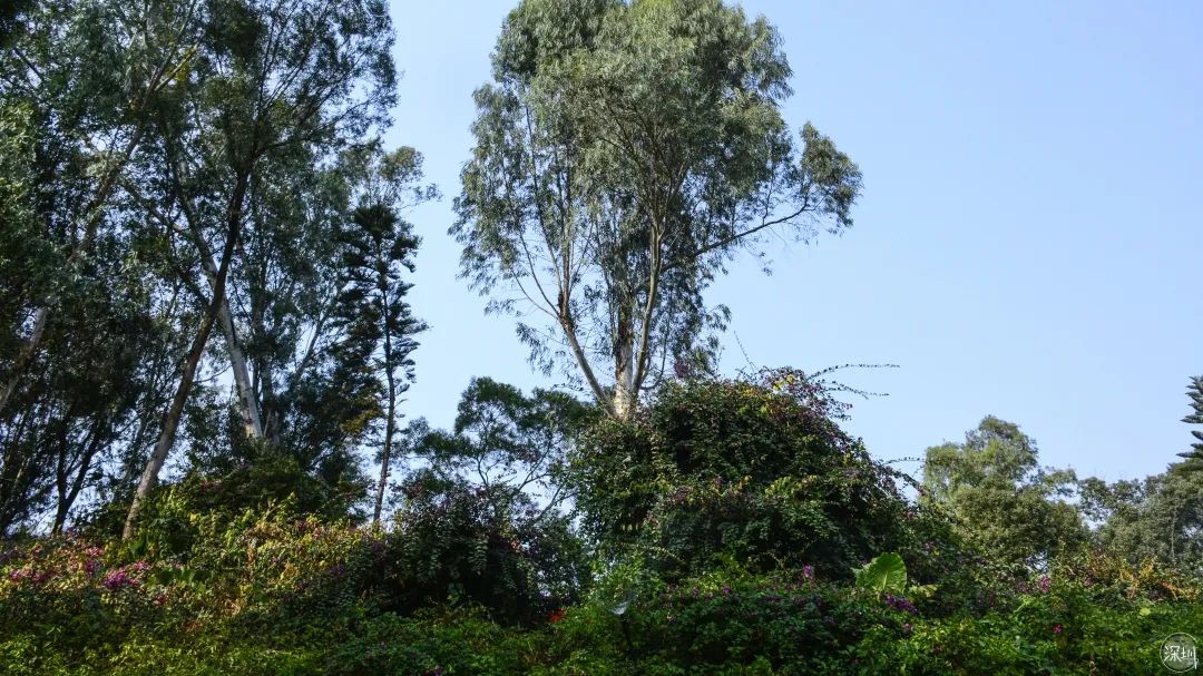 莲花山绿了没,莲花山红色景点有哪些