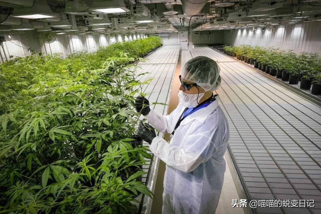 薇娅推荐+欧美国家断货，*麻大**CBD凭什么成为护肤网红成分扛把子？