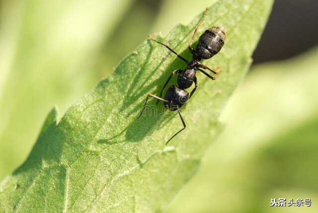 蚂蚁的屁股是酸的,关于蚂蚁你不知道的20件事