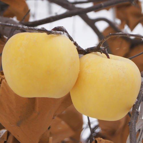 中国最好的四大特产,中国各地最值得买的特产