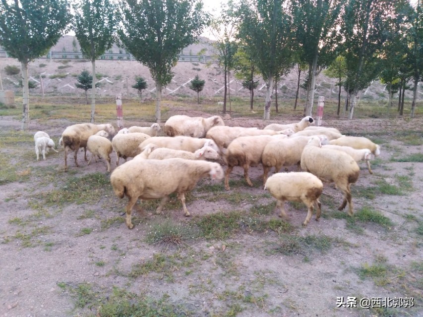 产羊有死胎不下胎盘怎么办,产羊胎衣不下表现