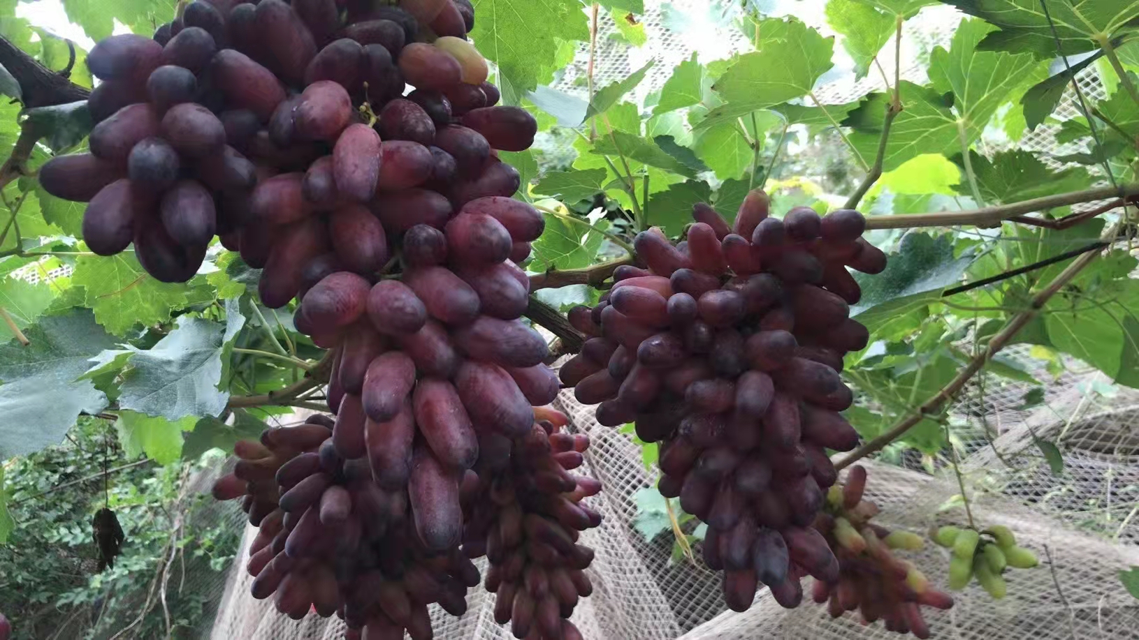 游玩张家口攻略,张家口怀来游玩排行榜