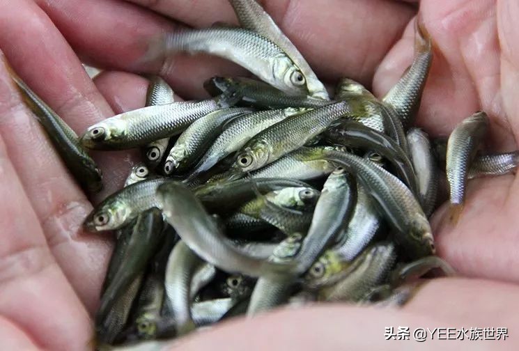 观赏鱼能吃的活食,观赏鱼是喂活食好还是饲料好