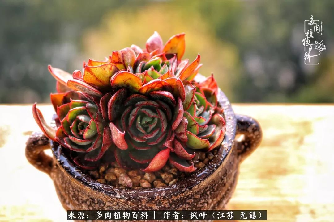 多肉与生命感悟,多肉时光