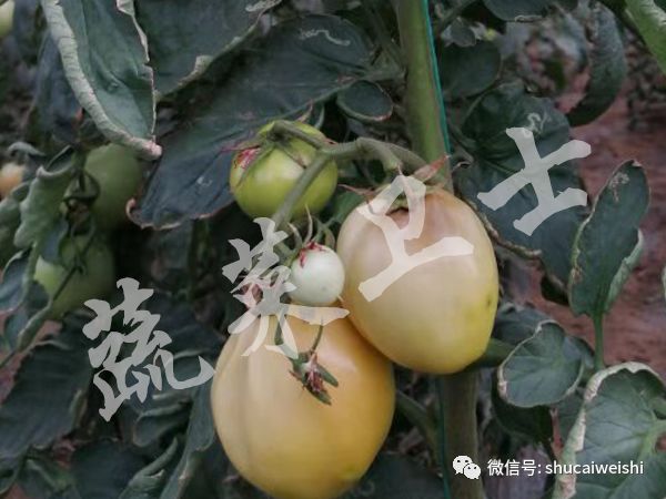 番茄果实畸形,西红柿花叶病毒对果实影响