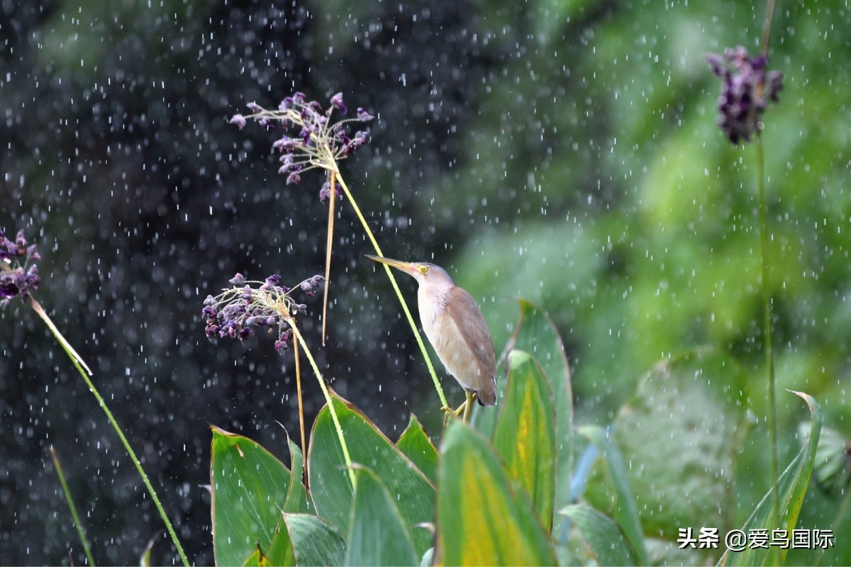 观鸟大年作品集,观鸟大年完整版