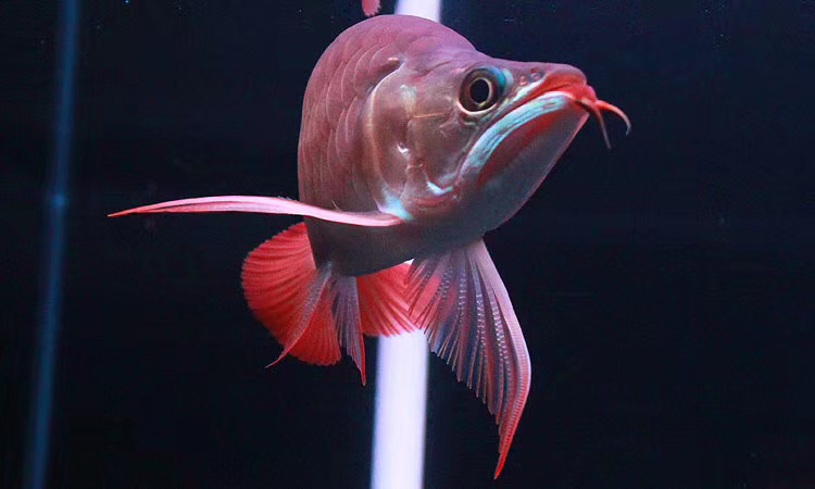 龙鱼缩鳍疾病,龙鱼疾病大全