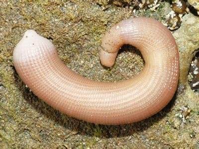 “压”不死的深海动物，它们为什么会在深海游刃有余的生活？