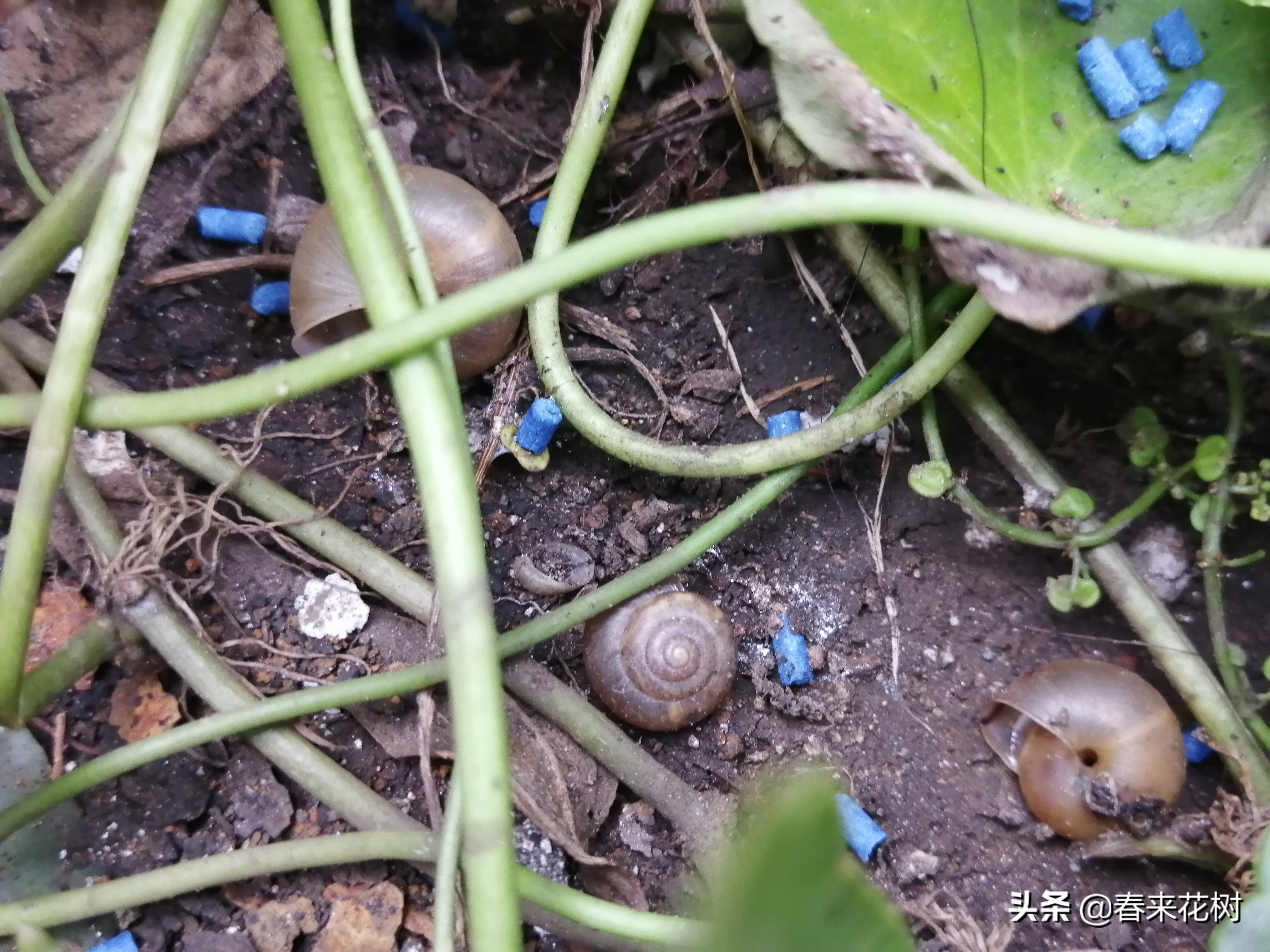 爱养花的坏处,养花防小蜗牛的方法有哪些
