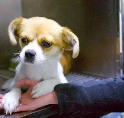 遇见流浪动物怎么办,遇见流浪狗怎么救助