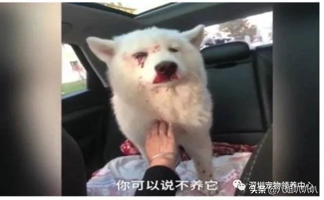 吉林打爆眼球的萨摩耶后续,萨摩耶被主人打爆眼球