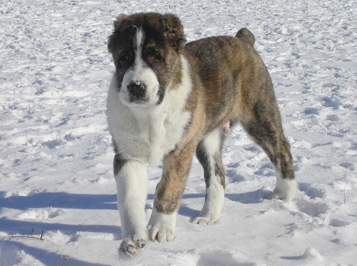 盘点世界十大犬类,中国古代十大大型犬