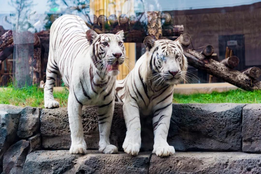 野生动物王国值不值得去,北方新开的动物王国