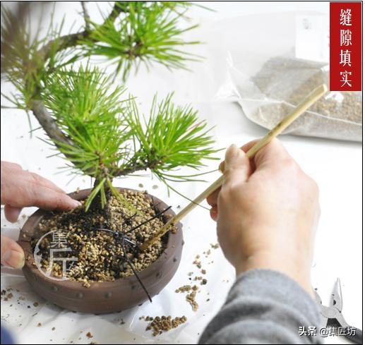 怎么养黑松盆景,触类旁通的正确用法