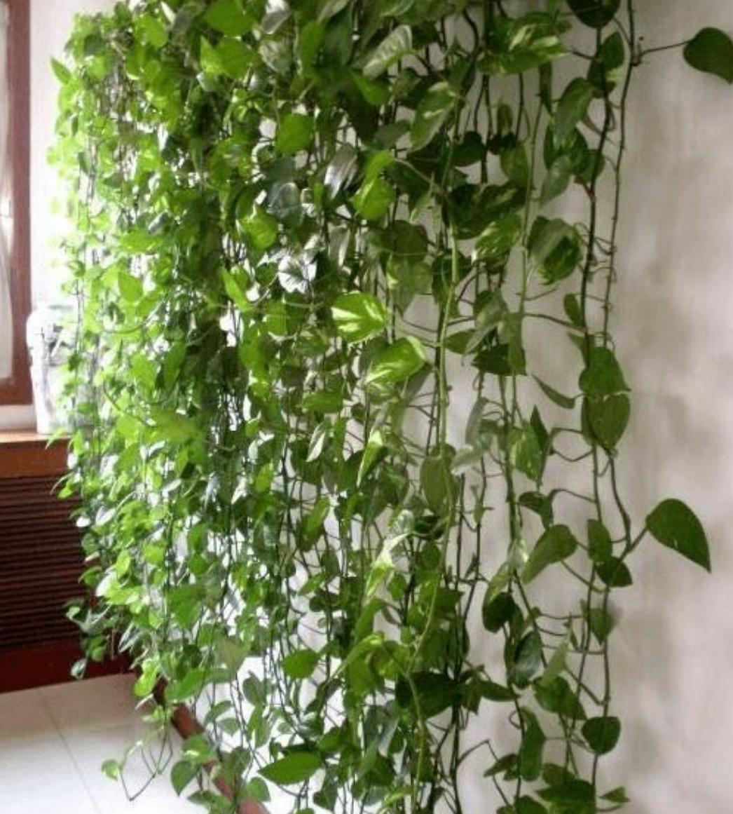 你家的绿萝都是往墙上爬的吗,什么绿萝都能爬墙