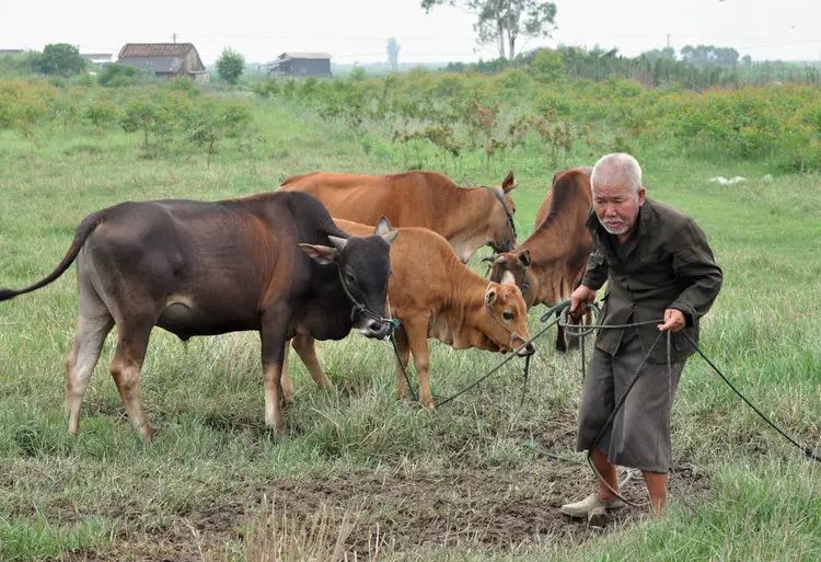 河南农村老伯埋怨自己“话太多，管太宽”害得儿子离了婚，咋回事