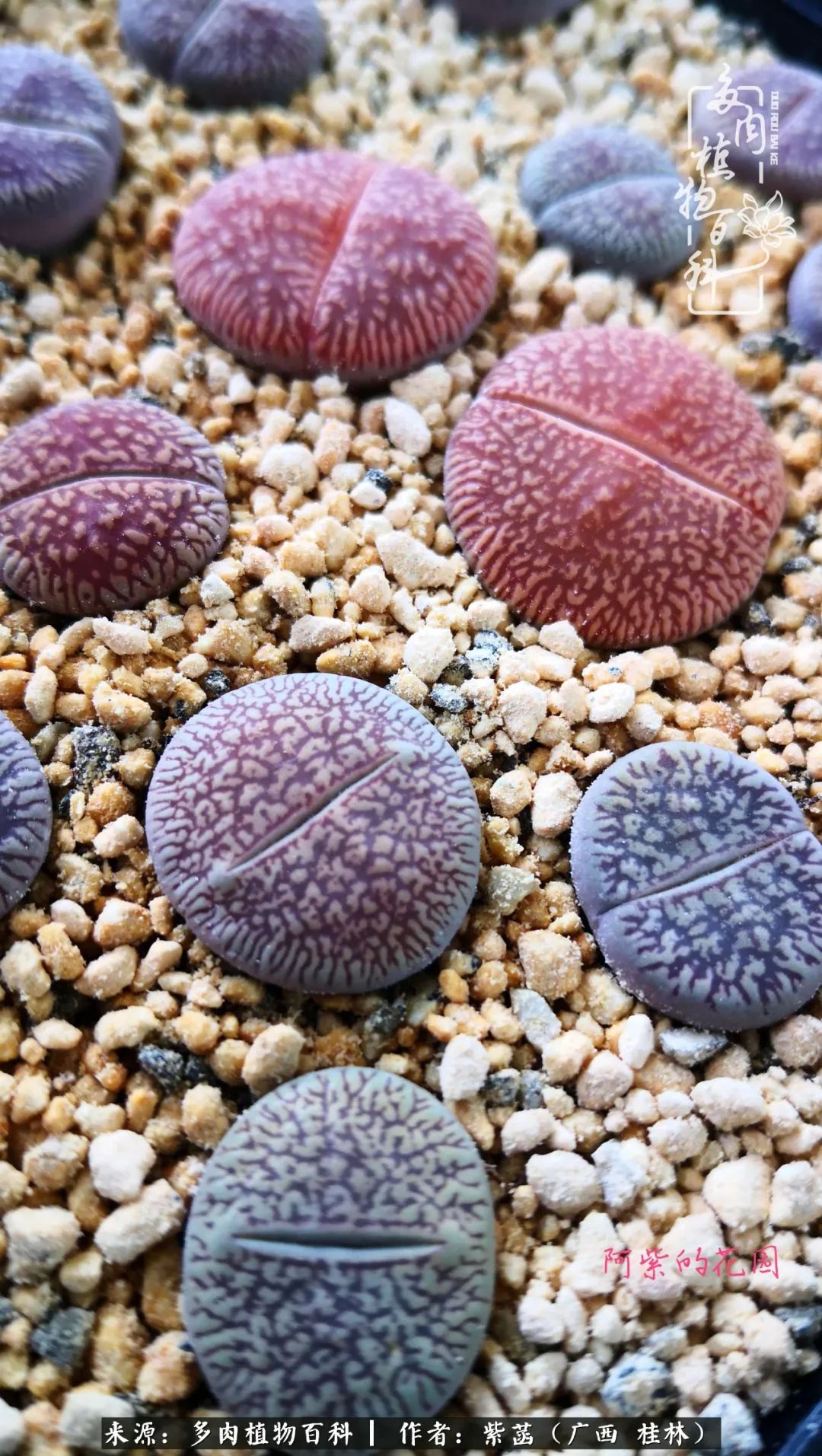 如何在夏天买的多肉度夏,多肉度夏好帮手