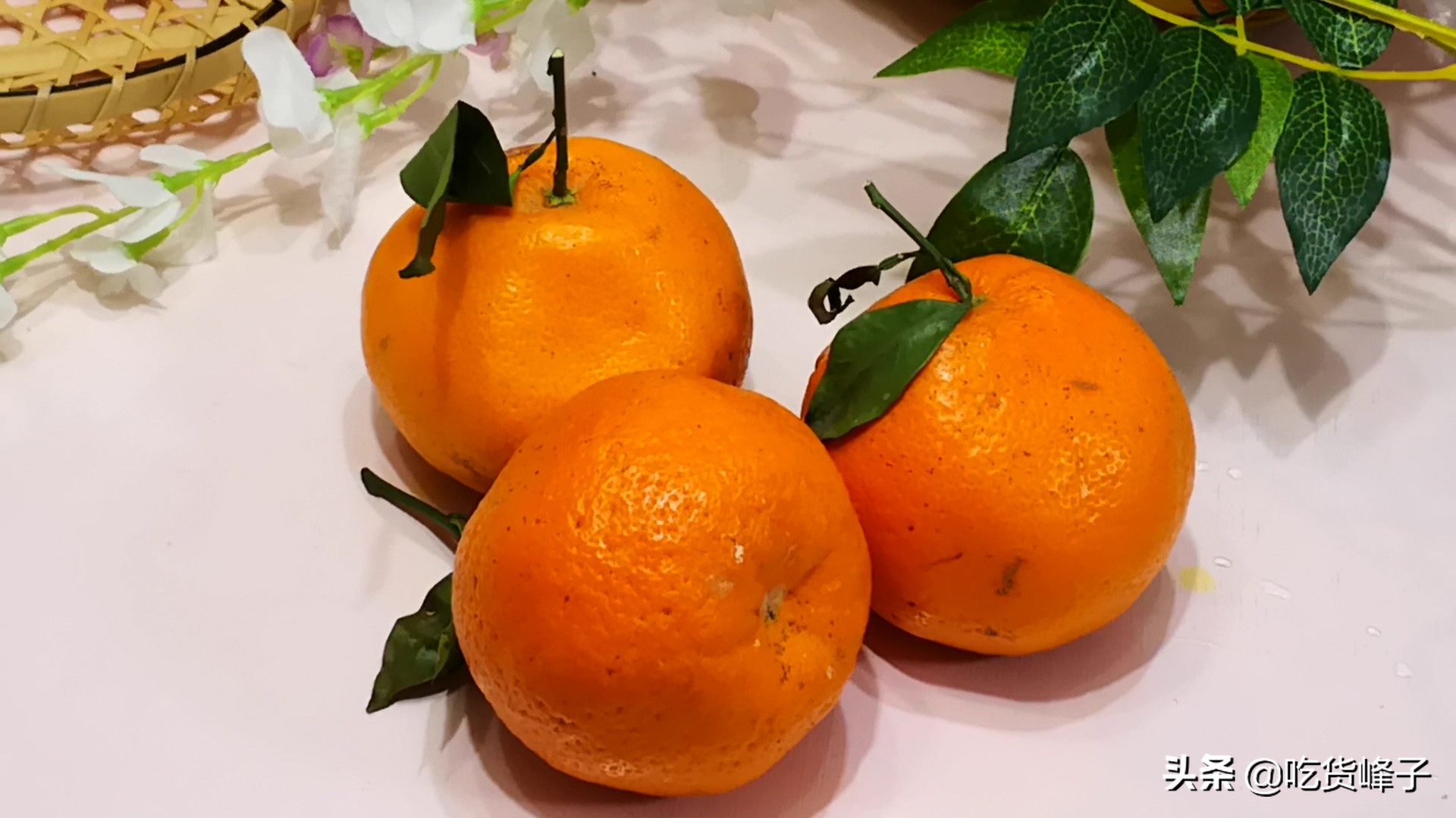 丑橘为什么是转基因水果,丑橘是转基因水果吗