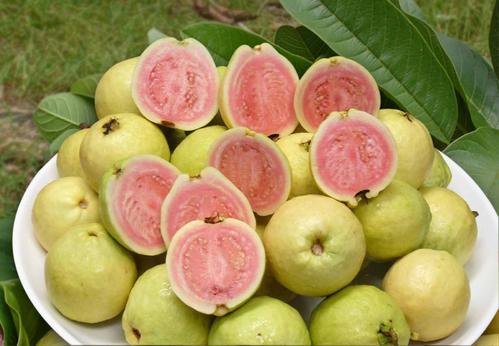 新鲜芭乐吃起来什么口感,软糯香甜的芭乐你吃过吗