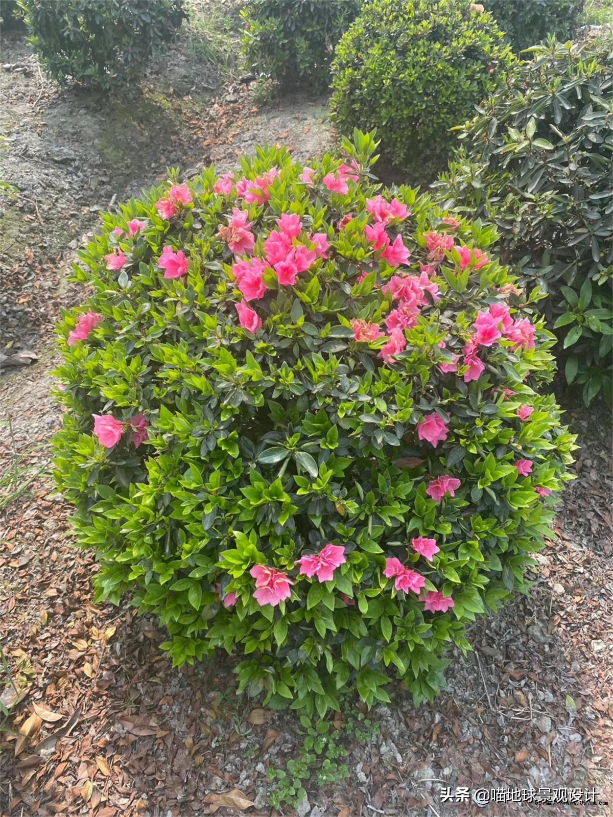 常见的灌木植物100种图片大全,灌木植物种类及图片