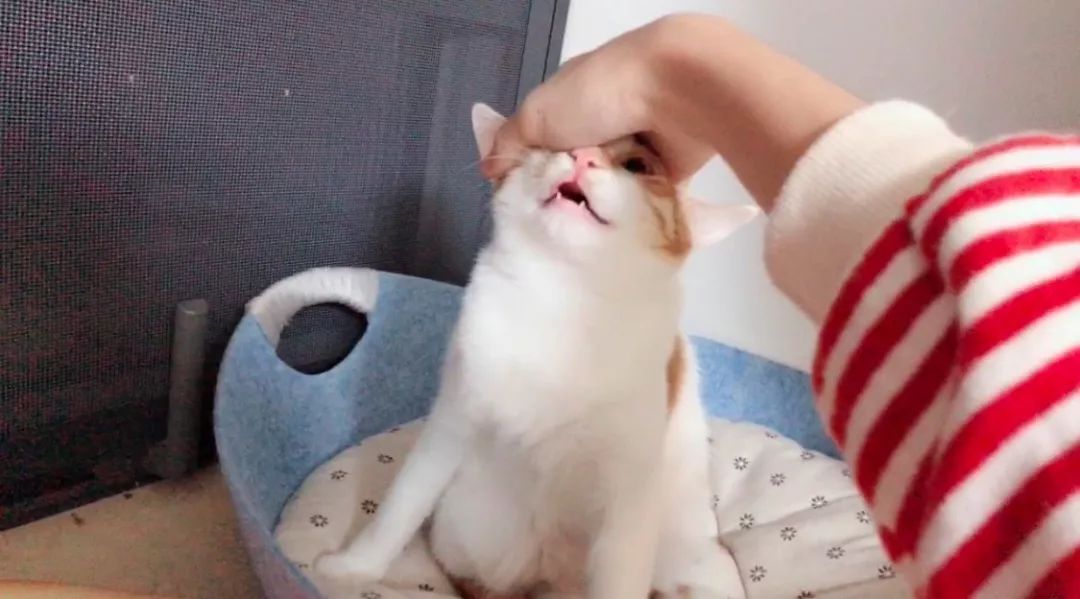 小佩闷死猫事件,小佩猫窝闷死猫