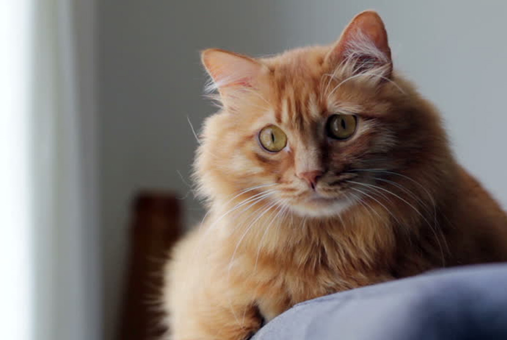 猫突然瞳孔盯着你看是什么意思,猫一直盯着你看是什么意思